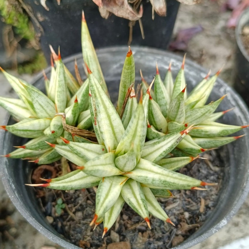 sansevieria francisi