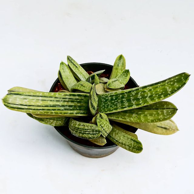 Gasteria carinata f. variegated