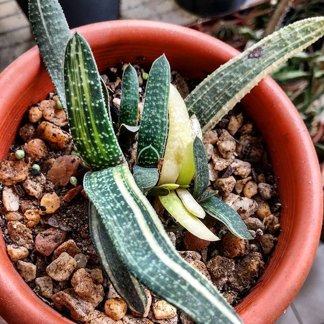 Gasteria carinata f. variegated