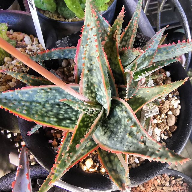 Aloe carmine