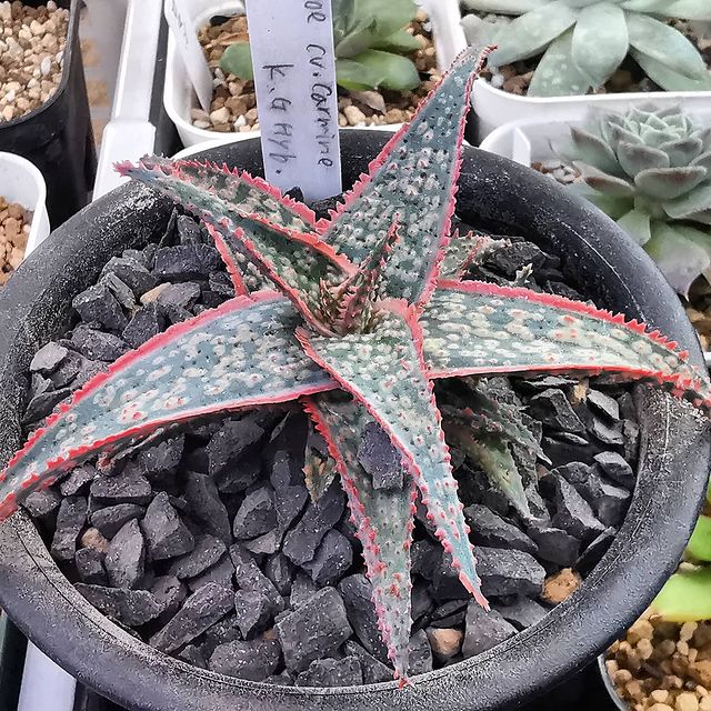 Aloe carmine