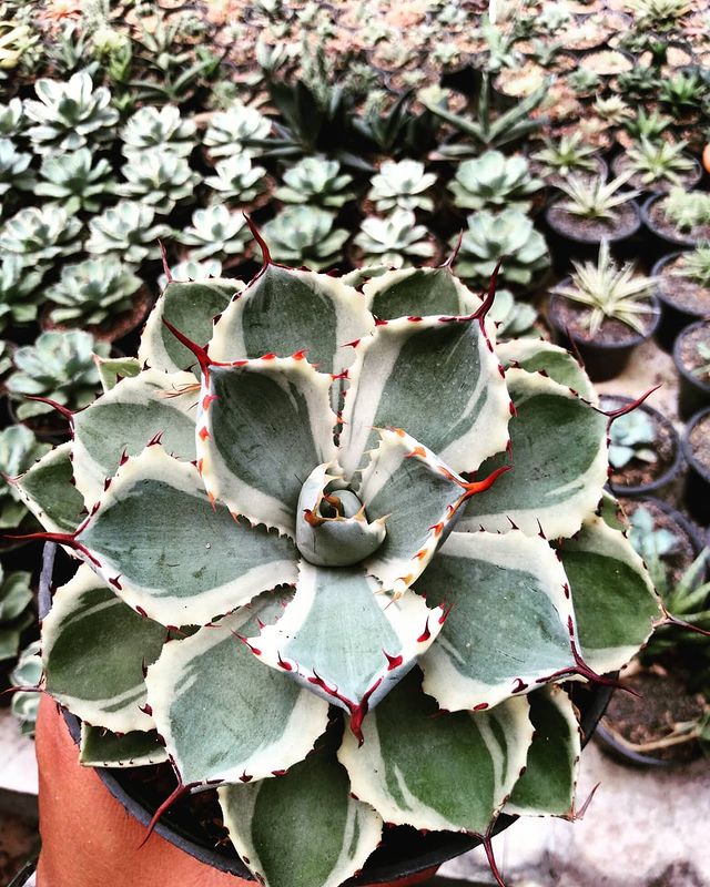 Agave khisokan