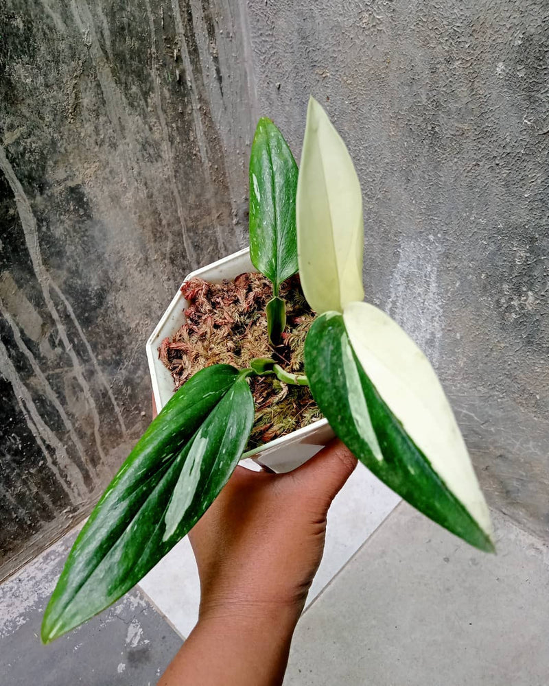 Monstera Standleyana Variegated