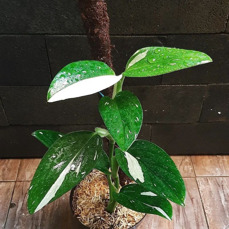 Monstera Standleyana Variegated