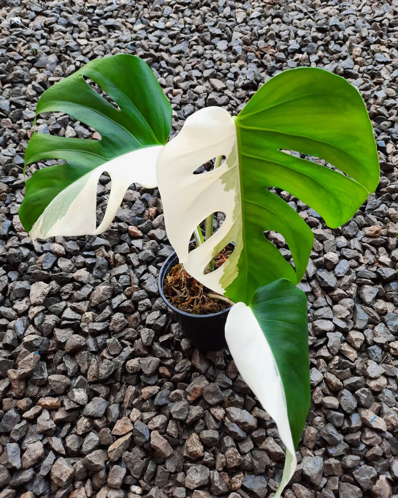 Monstera halfmoon Variegated