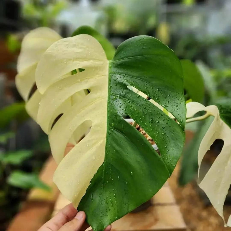 Monstera halfmoon Variegated