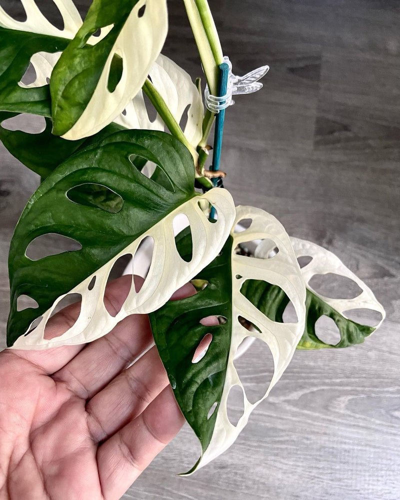 Monstera adansonii Japan Variegated