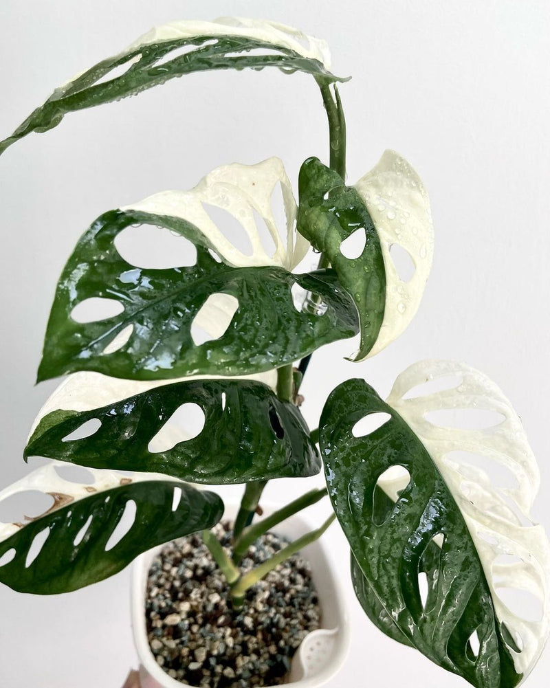 Monstera adansonii Japan Variegated