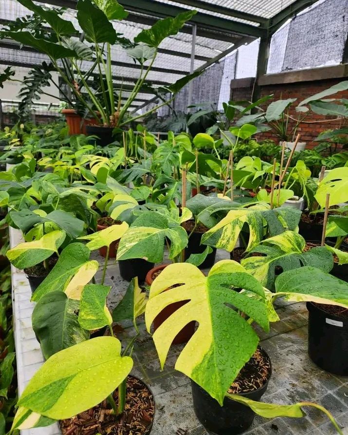 Monstera mamorata Variegated