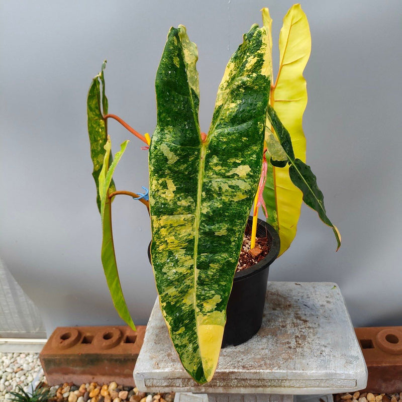 Philodendron billietiae Variegated