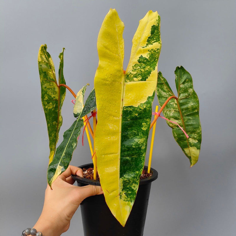 Philodendron billietiae Variegated