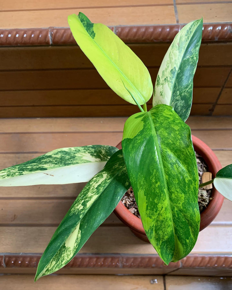 Philodendron Domesticum Variegated