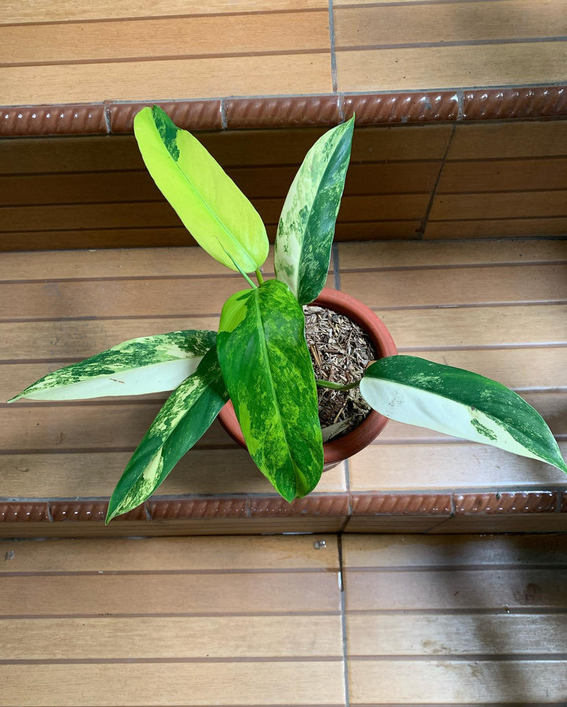 Philodendron Domesticum Variegated