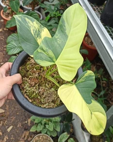 Philodendron Violin Variegated