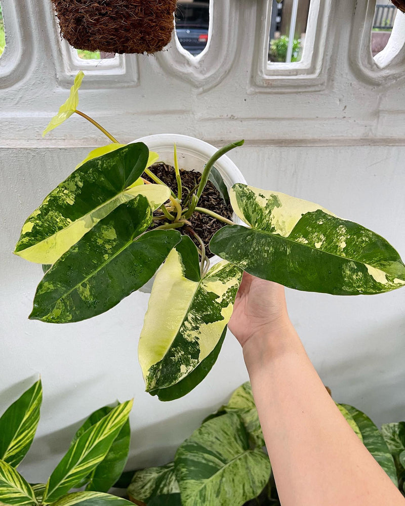 Philodendron Burlemarx Variegated