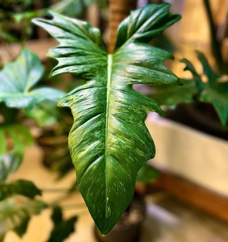 Philodendron golden dragon Variegated