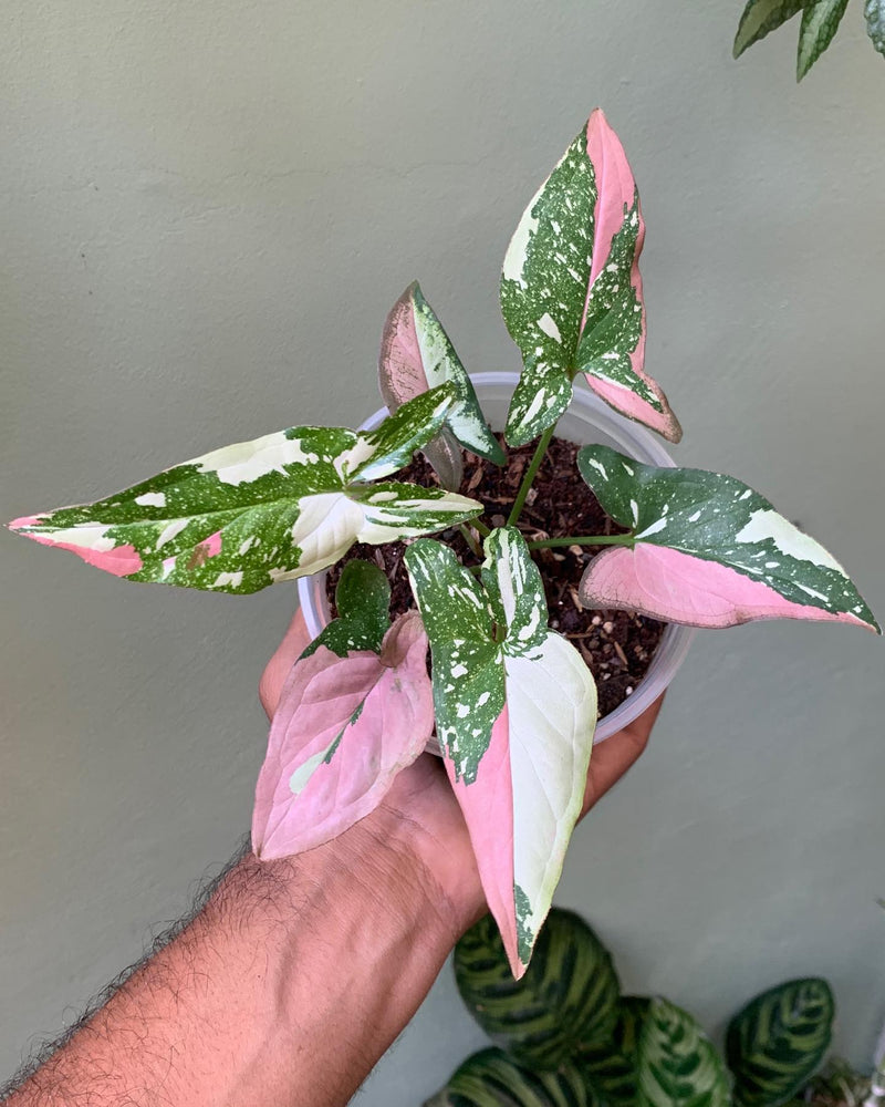 Syngonium Red spot tricolour