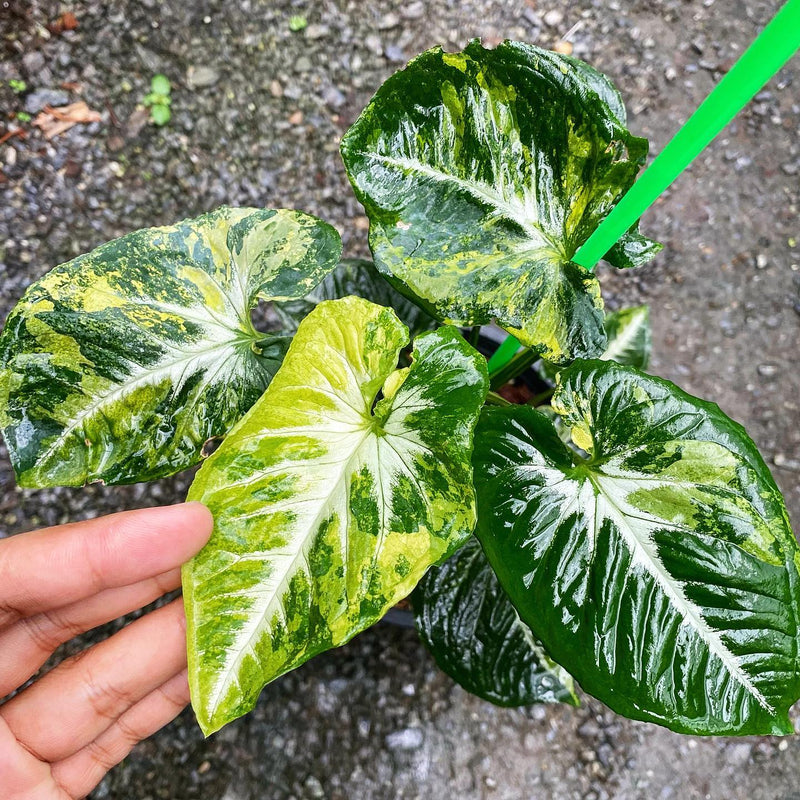 Syngonium scrambled eggs variegated