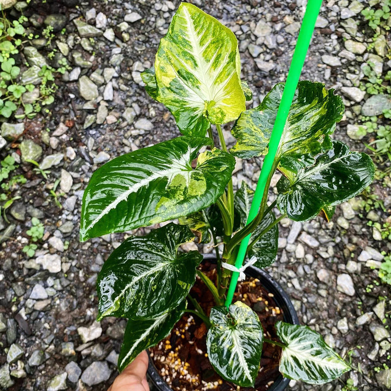 Syngonium scrambled eggs variegated