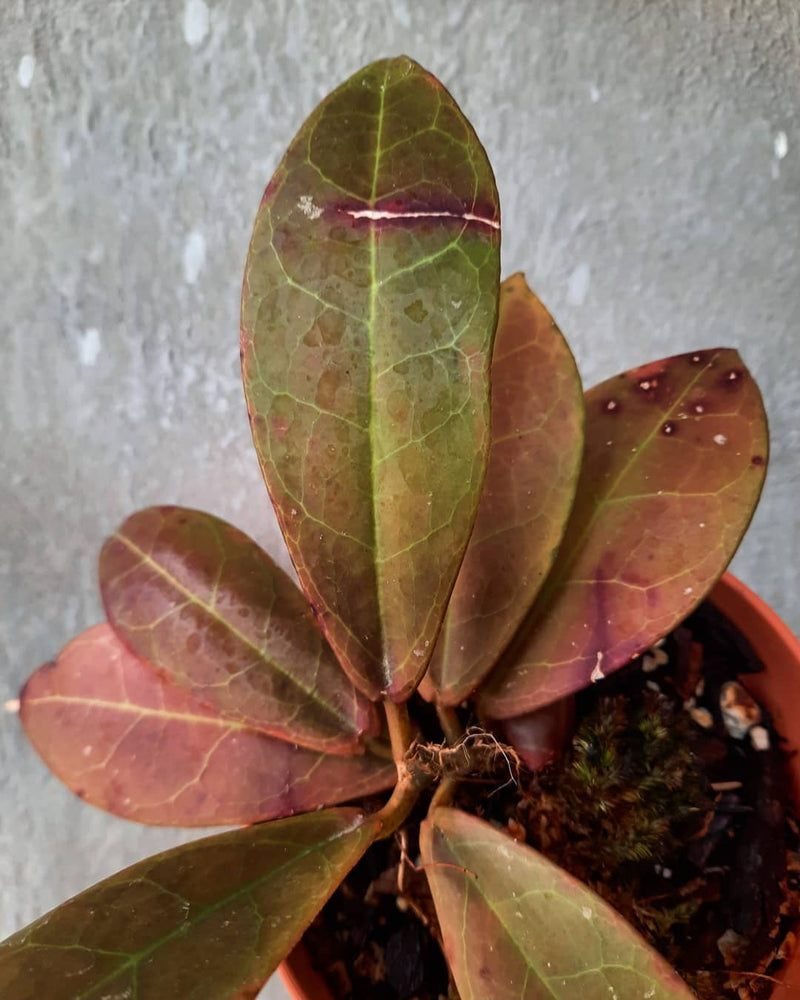 Hoya buntokensis Sp Borneo