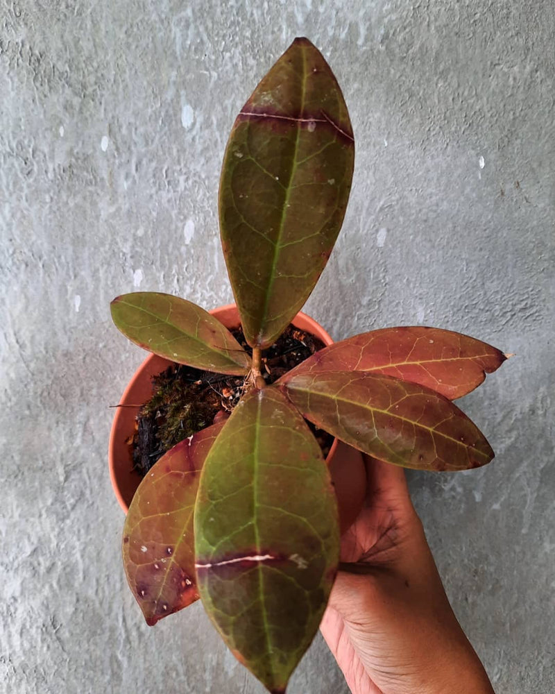 Hoya buntokensis Sp Borneo