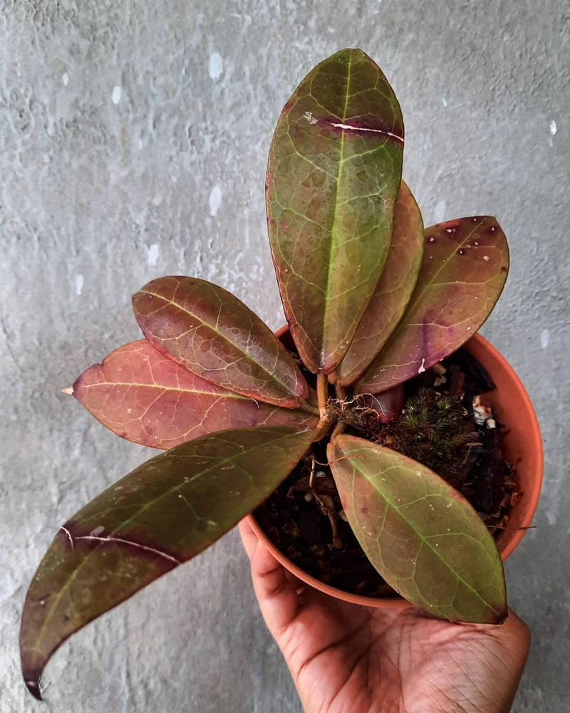 Hoya buntokensis Sp Borneo