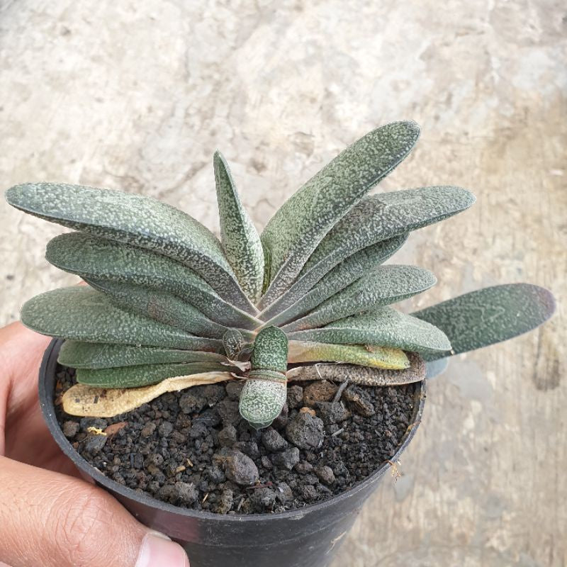 Gasteria baylissiana