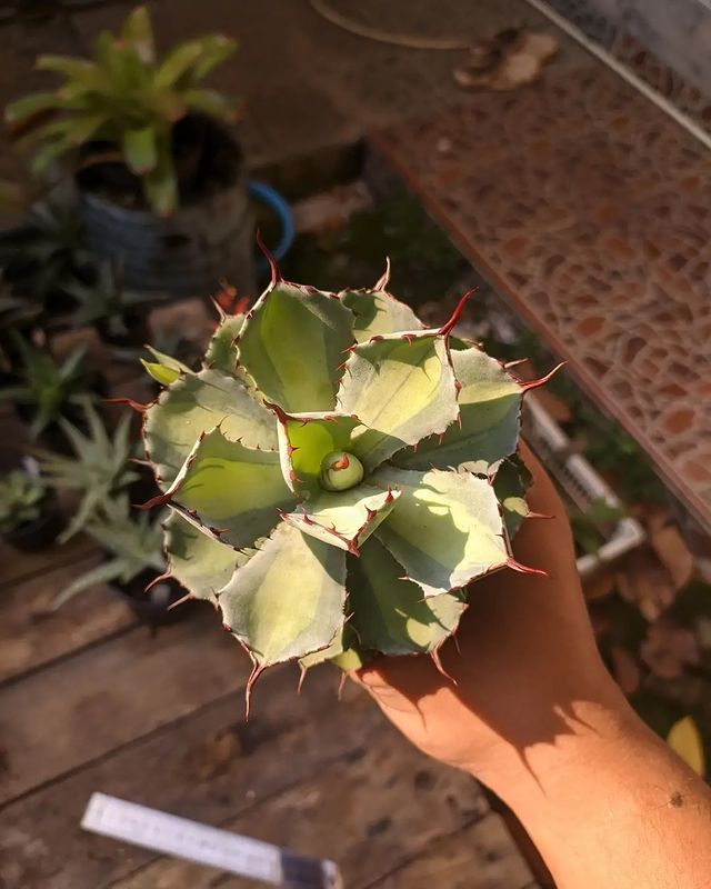 Agave Potatorum Lime Green