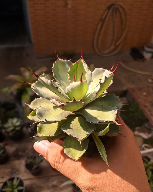 Agave Potatorum Lime Green