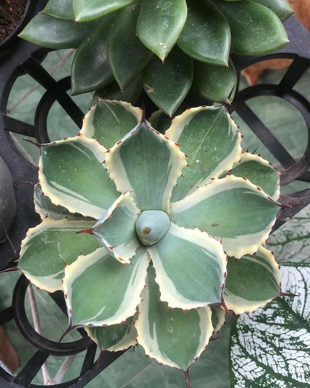 Agave khisokan