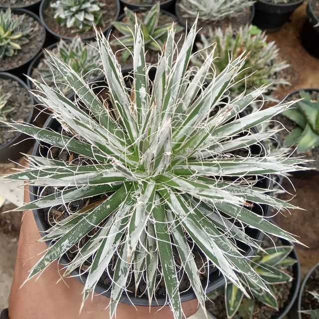 Agave Toumeyana