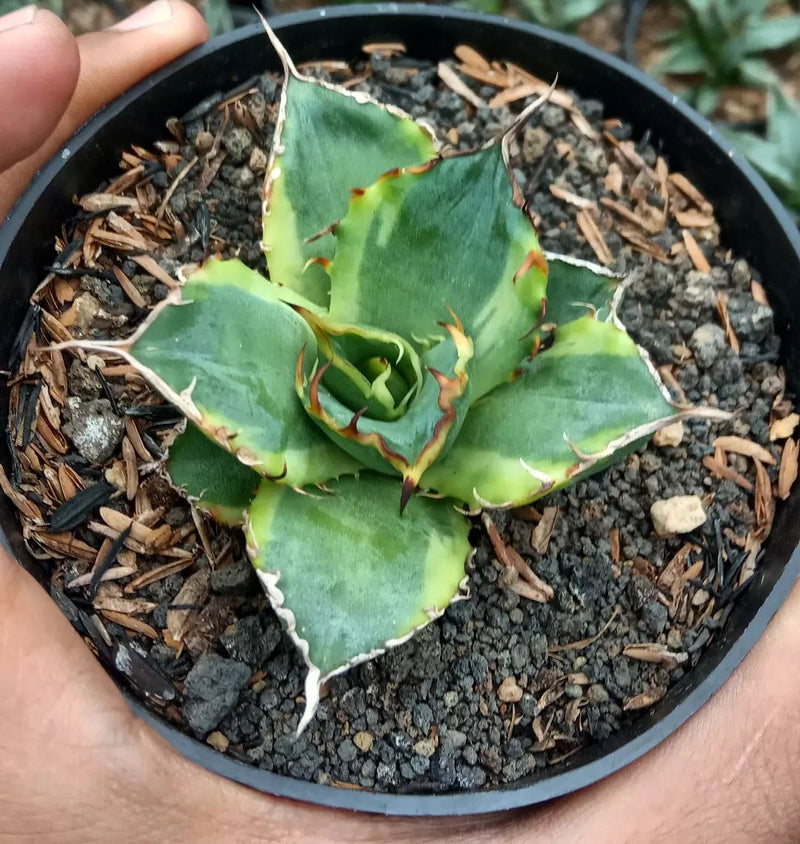 Agave Titanota Banana Peel