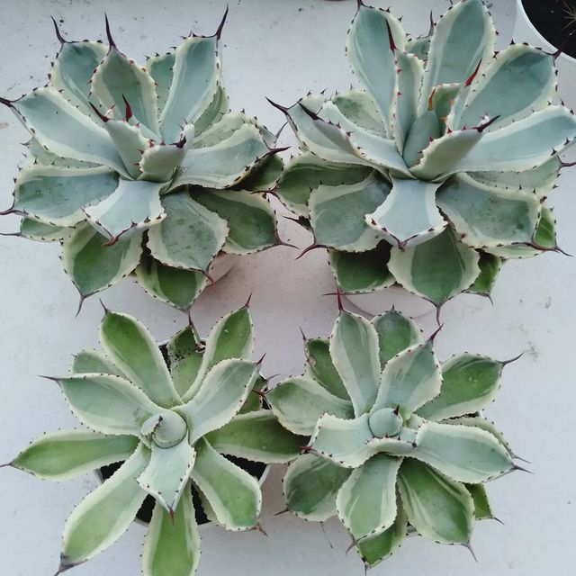 Agave Risokan