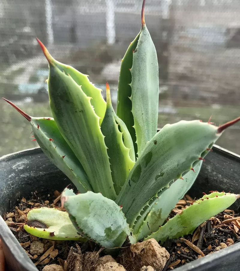 Agave Kubik Variegated