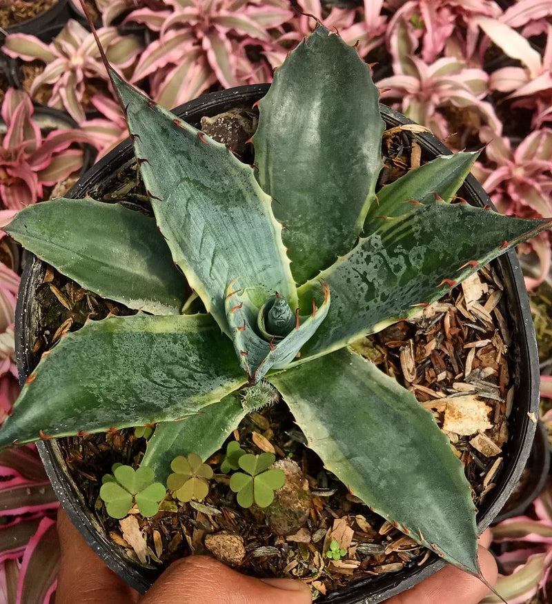 Agave Parasana Variegated