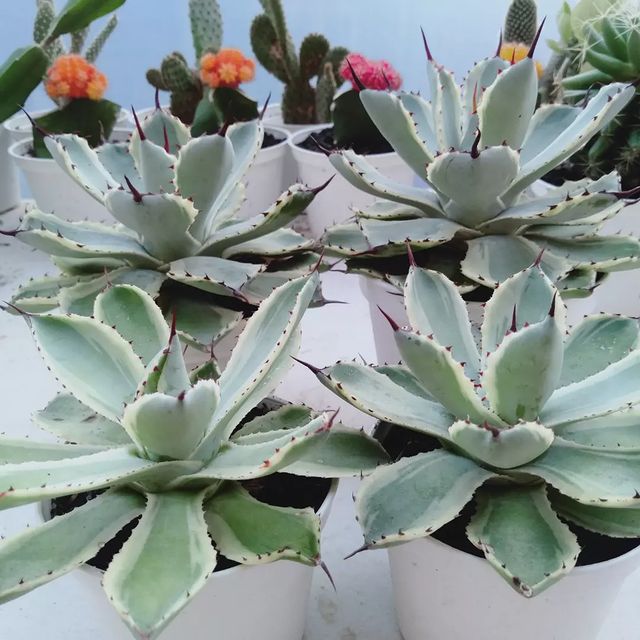 Agave Risokan