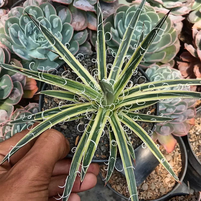 Agave Leopholdi Marginata Aurea Variegated