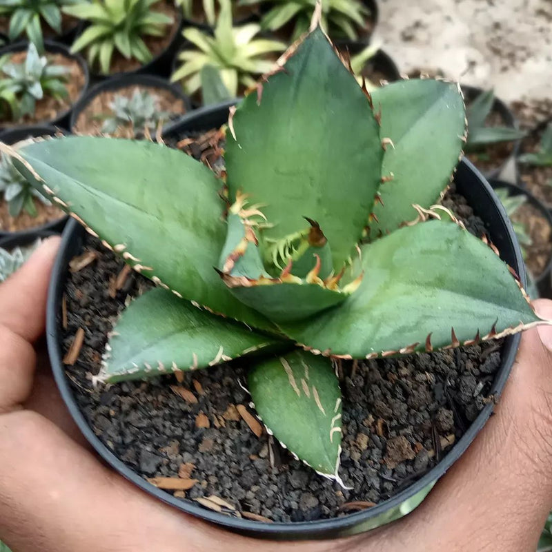 Agave Titanota Banana Green