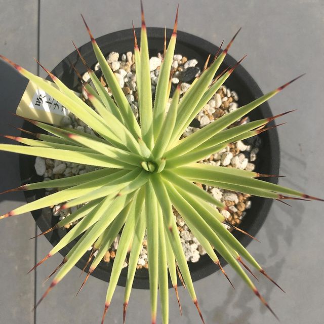 Agave Strictanana