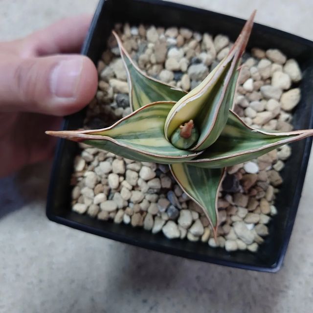 Sansevieria pinguicula Variegated