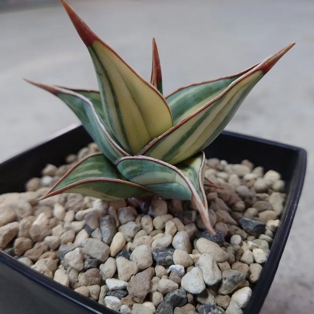 Sansevieria pinguicula Variegated