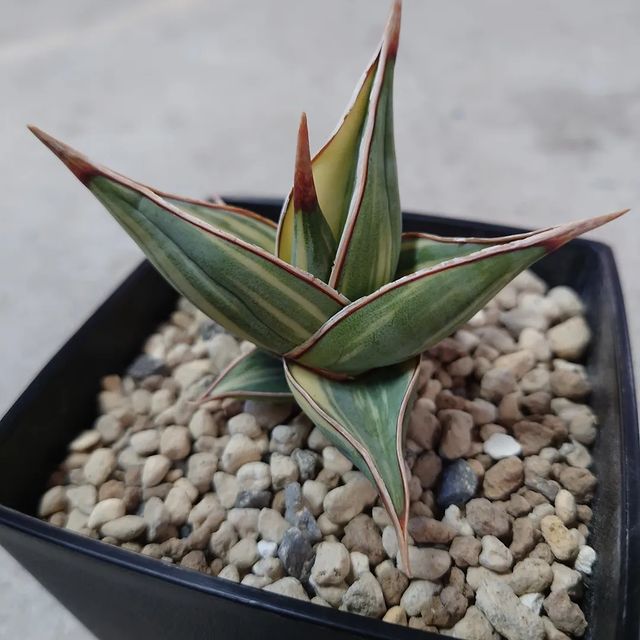 Sansevieria pinguicula Variegated