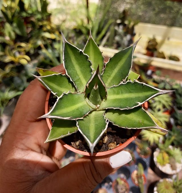 Agave Lophantha Splendida