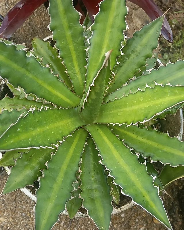 Agave Lophantha Splendida