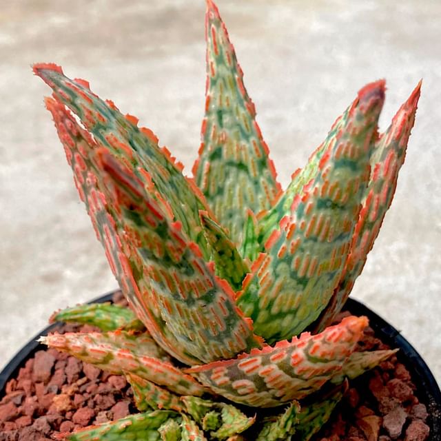 Aloe Pink blush