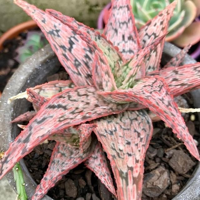 Aloe Pink blush