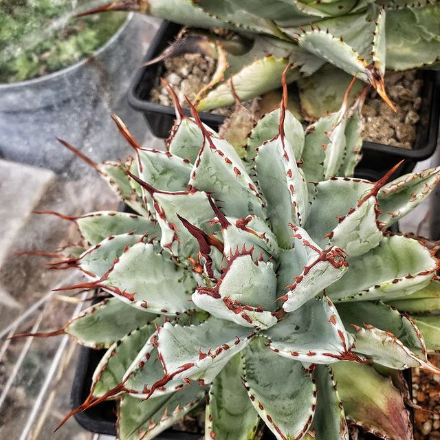 Agave Potatorum Cubic