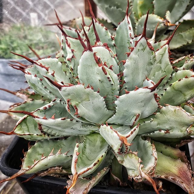 Agave Potatorum Cubic