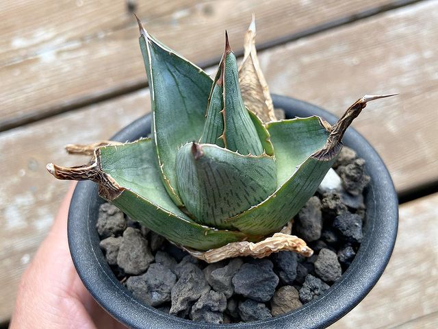 Agave pumila