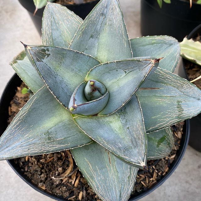 Agave pumila